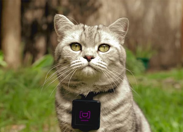 可穿戴相机让猫咪轻松上 Instagram图11