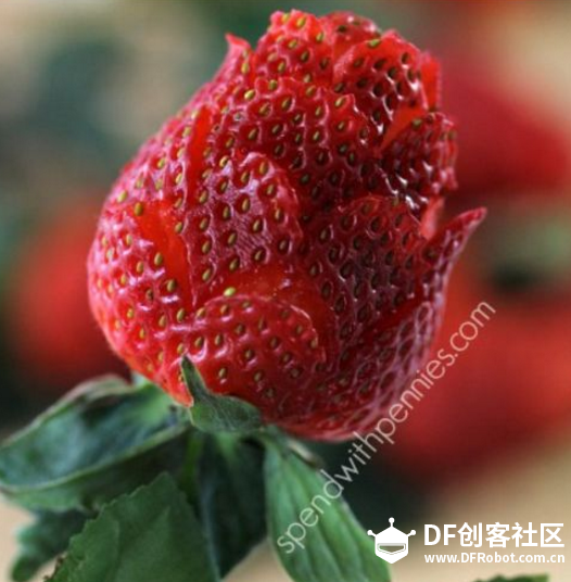 草莓花（为了过个情人节，苦了多少男朋友之二图7