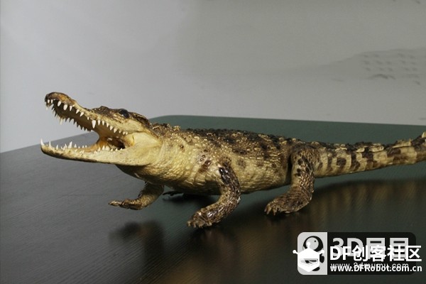 3D鳄鱼的制作流程-3D目目图9