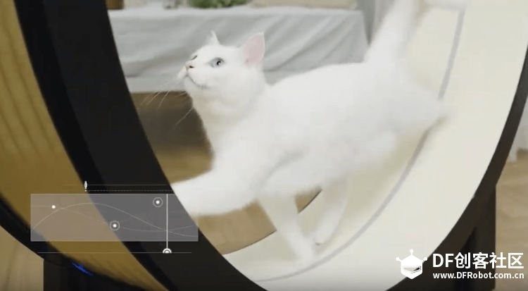 韩国公司：专为「小猫咪」推出的跑步机图1
