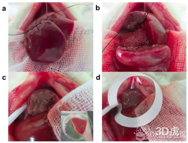 九州大学科学家成功将生物3D打印肝芽移植到大鼠体内图1