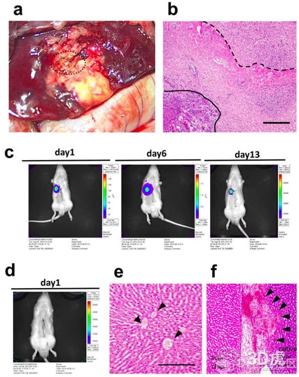 九州大学科学家成功将生物3D打印肝芽移植到大鼠体内图3