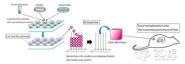 九州大学科学家成功将生物3D打印肝芽移植到大鼠体内图4