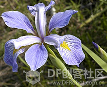 【TF】03 机器学习中的Helloworld－鸢尾花(Iris)分类图3
