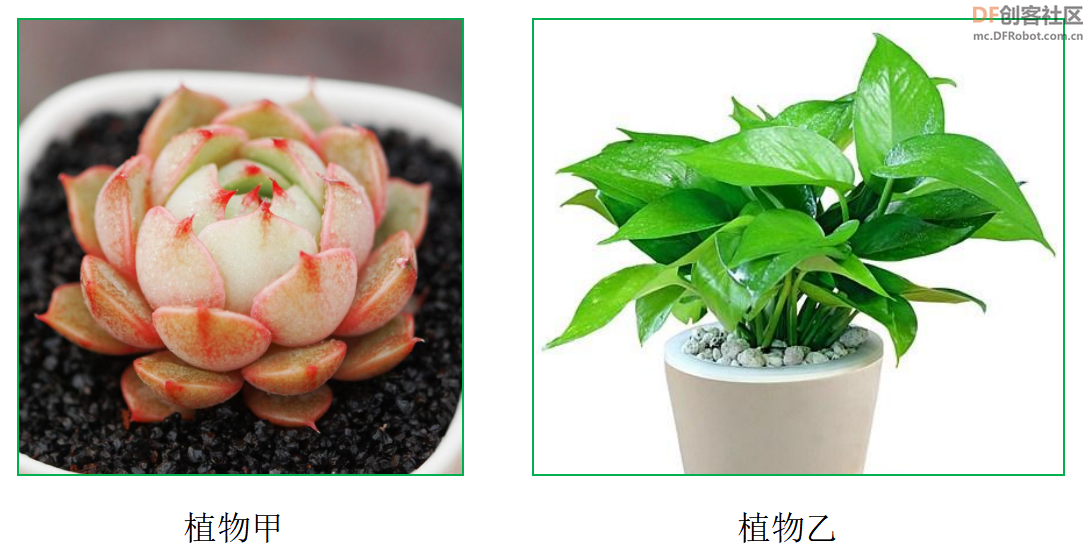 小方舟物体识别——植物小管家图4