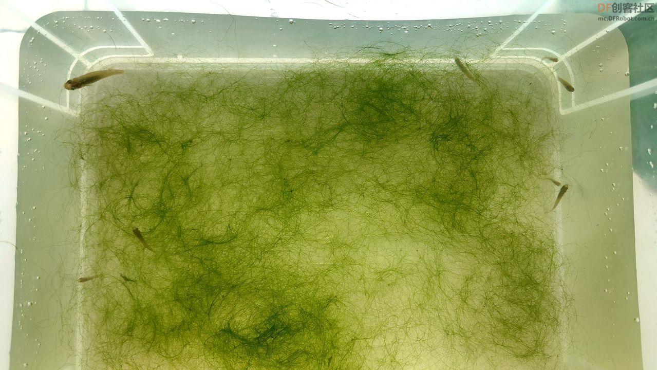基于行空板的数据可视化实例：探究丝藻对溶解氧的影响图10