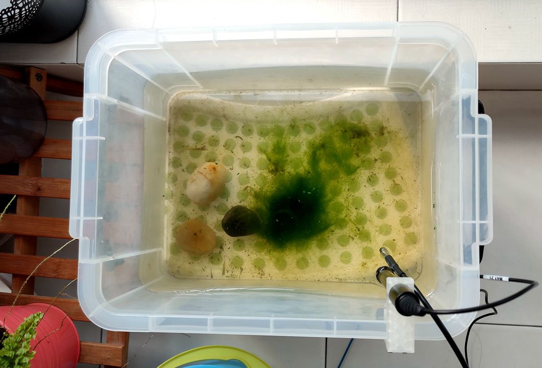 基于行空板的数据可视化实例：探究丝藻对溶解氧的影响图44