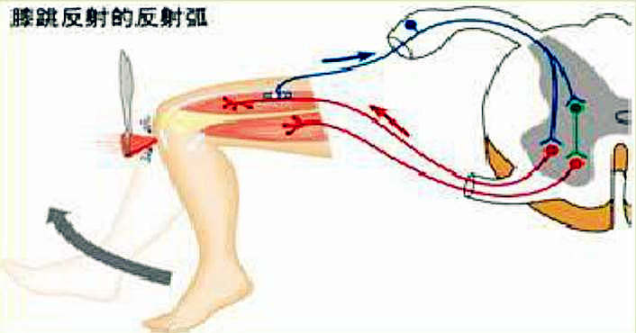 【融合案例】 基于行空板的膝跳反射实验图4