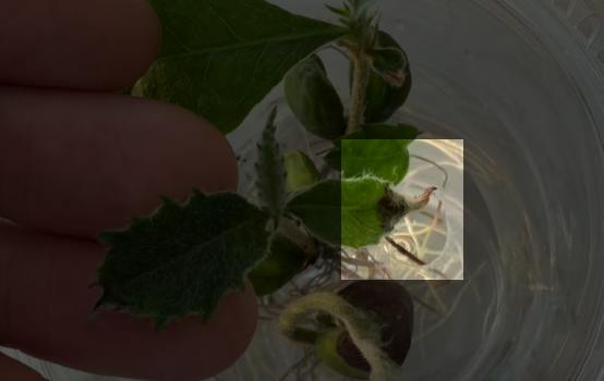 "做中学"领航行动（上）：植物生长观察 — 一棵枇杷...图2
