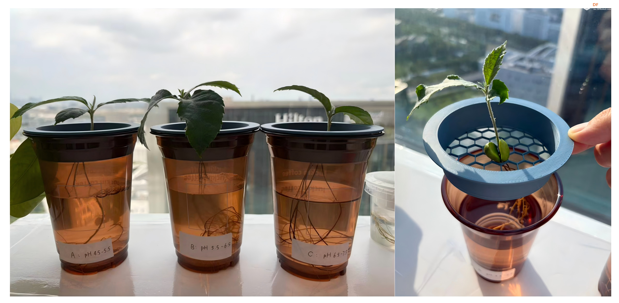 "做中学"领航行动（上）：植物生长观察 — 一棵枇杷...图3