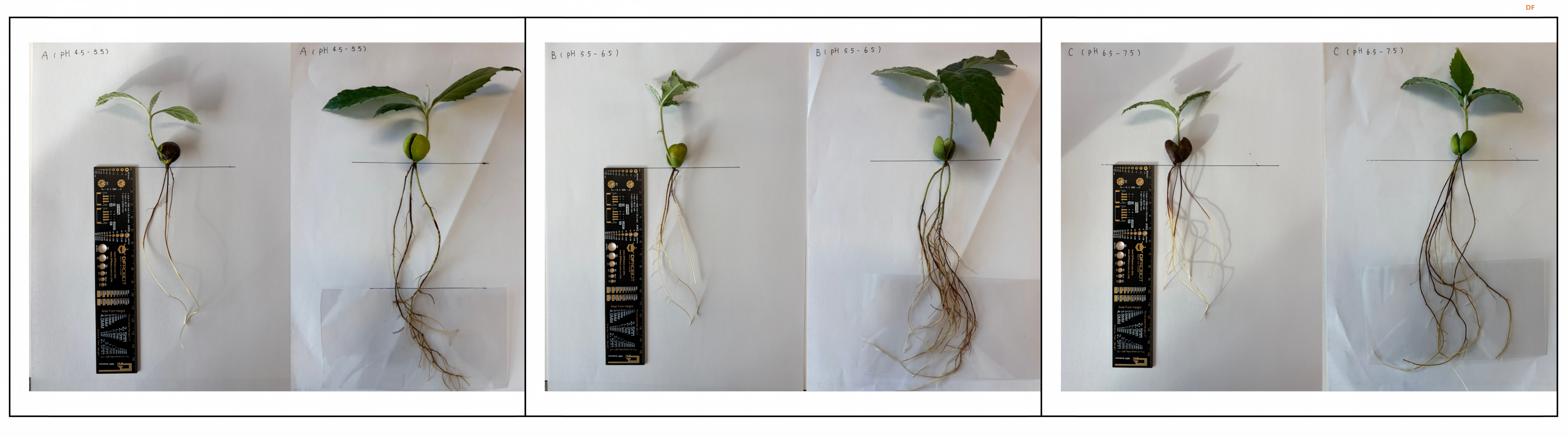 "做中学"领航行动（上）：植物生长观察 — 一棵枇杷...图4